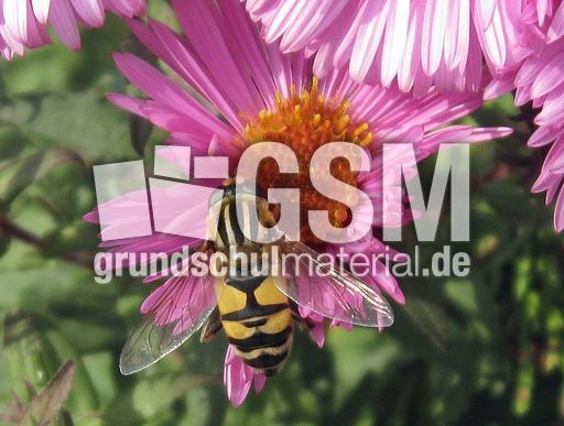 Herbstastern 026.jpg